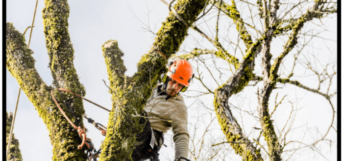 prix d’un élagage par type d’arbre